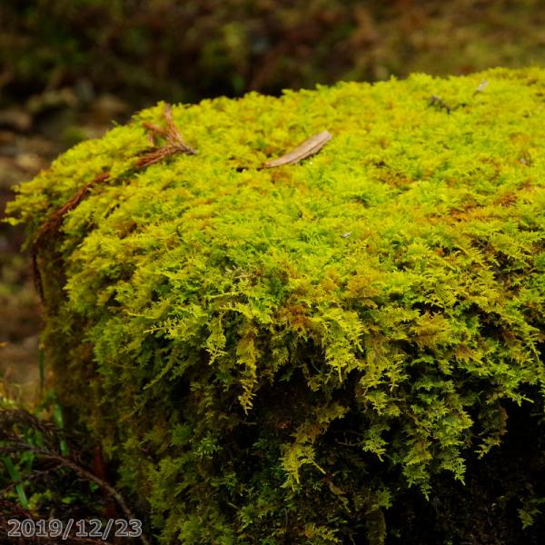 山野草の石田精華園 苔販売