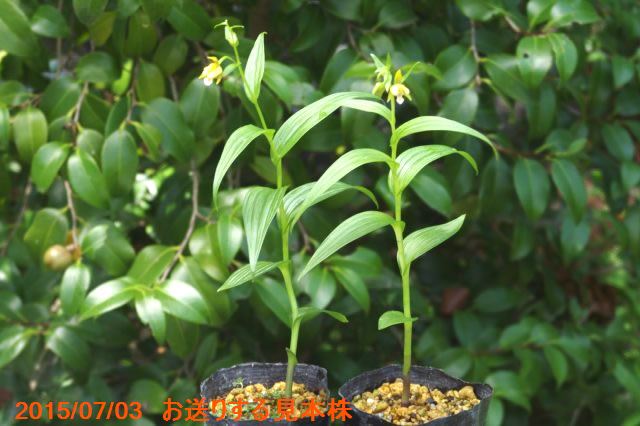山野草の石田精華園 / 屋久島カキラン 3号(9cmポット)【初夏(6月)の山