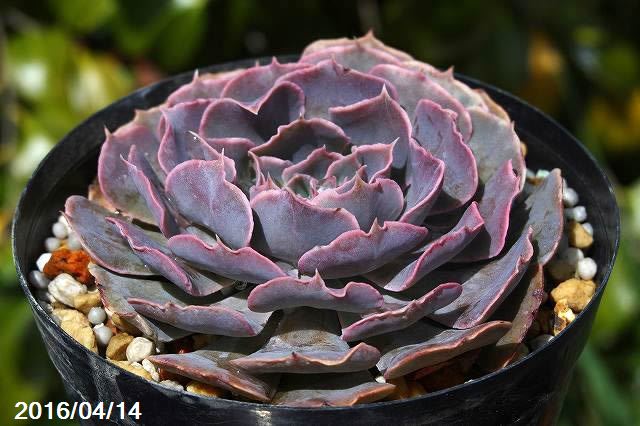 エケベリア 虹　シャビアナ　多肉植物