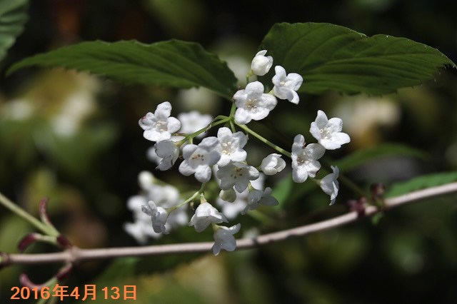 山野草の石田精華園 春の花木 オトコヨウゾメ コネソ 4号 12cmポット 半日陰の花木