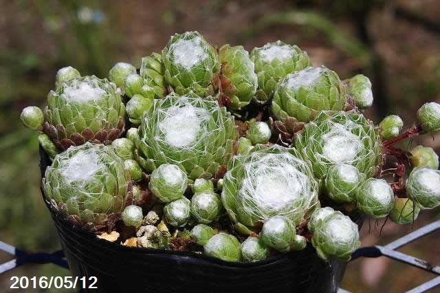 山野草の石田精華園 多肉植物 センペル 大きいガゼル 3 0号 9cmポット 外国の多肉植物 センペル属