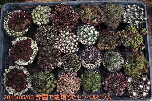 山野草の石田精華園 多肉植物 センペル 大紅巻絹 3号 9cmポット 外国の多肉植物 センペル属