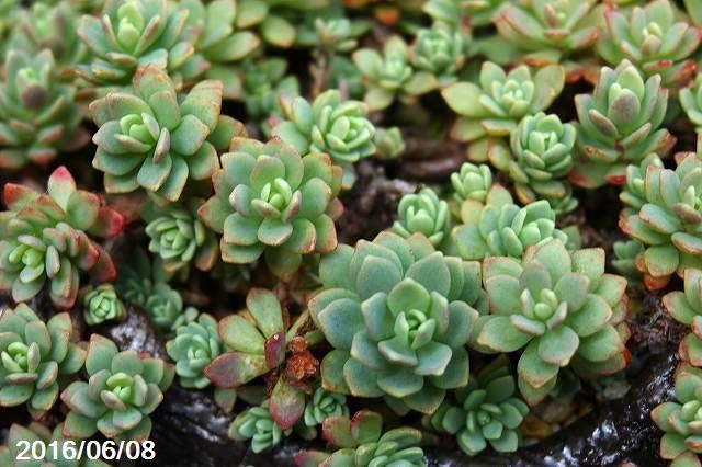 山野草の石田精華園 カラフトミセバヤ