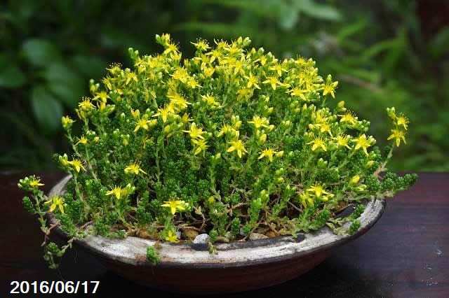 山野草の石田精華園 弊園の培養土で育てた セダム メノマンネングサ 和歌山市産 3号浅 日本の多肉植物 野草系好日性宿根草 マンネングサ属