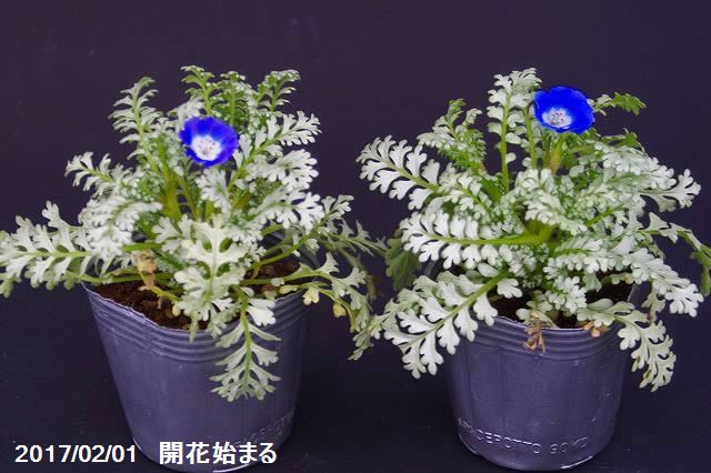 山野草の石田精華園 ネモフィラ プラチナスカイ 銀葉 3号 9cmポット 見元園芸 ガーデニング 山野草の石田精華園 ネモフィラ プラチナスカイ 銀葉 3号 9cmポット 見元園芸 ガーデニング