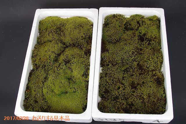 山野草の石田精華園 京の苔 苔盆栽に最適 スナゴケ 発砲スチロール箱入り 苔盆栽 苔テラリウム 小山飾り 寄せ植え 夏半日陰の苔 山野草の石田精華園 京の苔 苔盆栽に最適 スナゴケ 発砲スチロール箱入り 苔盆栽 苔テラリウム 小山飾り 寄せ植え 夏半日陰の苔