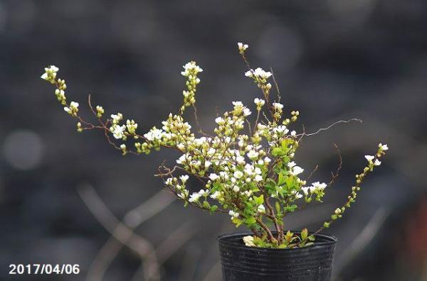 山野草の石田精華園 春の花木 ヒメユキヤナギ 2 5号 7 5cmポット 盆栽素材 ミニ 盆栽 苗 苔玉素材 小山飾り素材