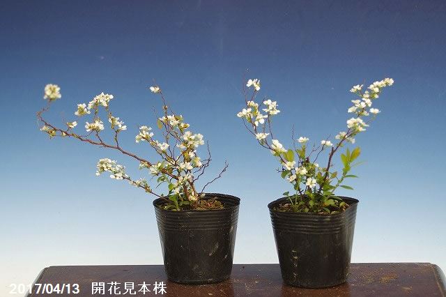 山野草の石田精華園 春の花木 ヒメユキヤナギ 2 5号 7 5cmポット 盆栽素材 ミニ 盆栽 苗 苔玉素材 小山飾り素材