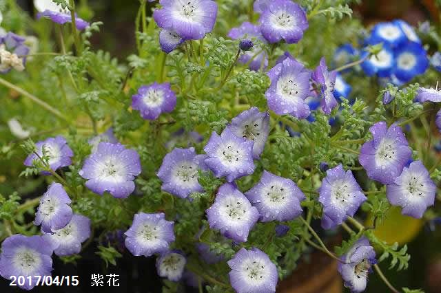 山野草の石田精華園 ネモフィラ プラチナスカイ 銀葉 3号 9cmポット 見元園芸 ガーデニング