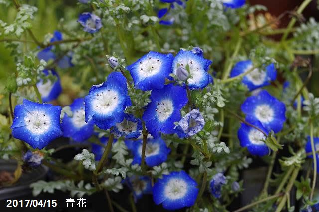 山野草の石田精華園 ネモフィラ プラチナスカイ 銀葉 3号 9cmポット 見元園芸 ガーデニング