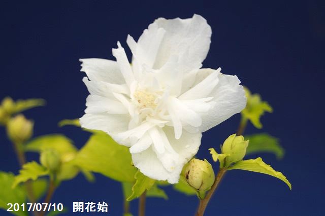 山野草の石田精華園 ムクゲ 白祇園守 3 5号深 10 5cmポット 好日性植物