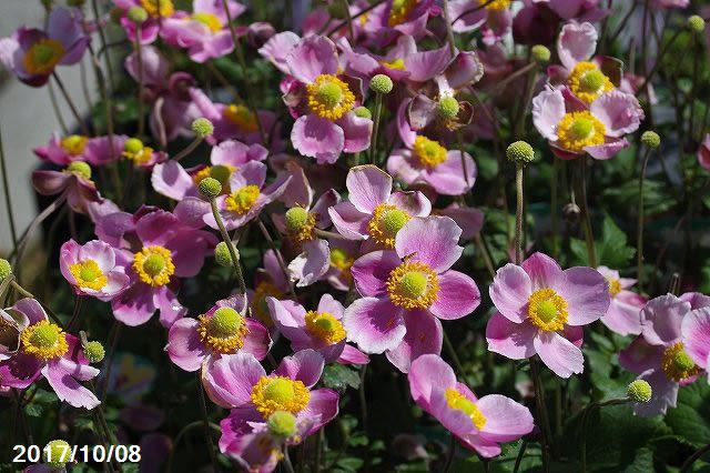 山野草の石田精華園 桃花矮性 シュウメイギク ルフィア 3 5号 初秋の山野草 日陰でも日向でもできる山草系夏日陰の和の宿根草 茶花素材