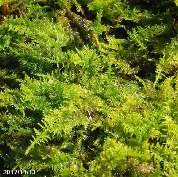 山野草の石田精華園 京の苔 オオシノブゴケ 4号丸カップ 日陰向きの苔 山野草の苔玉 苔テラリウム 苔ボトル ビバリウム