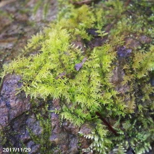 山野草の石田精華園 オオアオシノブゴケ 京都産 和歌山産 奈良産 混合 4号 12cm 丸カップ 非耐暑性日陰の苔 耐陰性の苔 日陰の湿生植物 テラリウム 苔テラリウム 苔ボトリウム ビバリウム 日陰の苔盆栽 ビバリウム