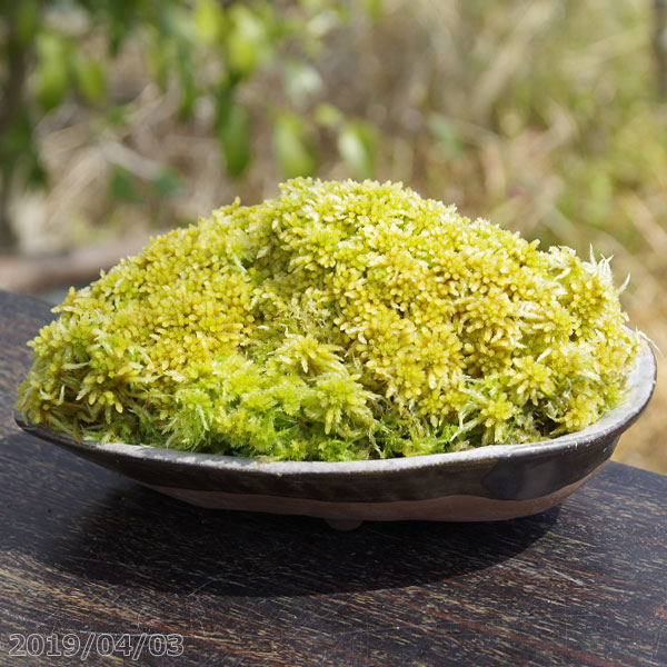 山野草の石田精華園 生ミズゴケ 生水苔 アワビの受皿栽培 7号 21cm 肥料付 日陰向きの苔 日陰の湿生 植物 テラリウム 苔盆栽 山野草 食虫植物 ラン 蘭 生水蘚 生みずごけ