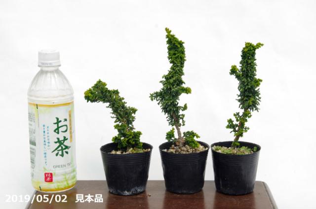 山野草の石田精華園 / セッカヒノキ 3号(9cmポット) 【石化檜 山野草の石田精華園 / セッカヒノキ 3号(9cmポット) 【石化檜
