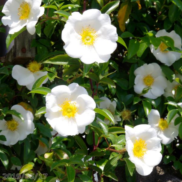 山野草の石田精華園 ナニワイバラ 3号 9cmポット 原種のバラ 野生のバラ 山野草