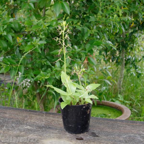 山野草の石田精華園 山野草 ラン科 地生ラン 販売