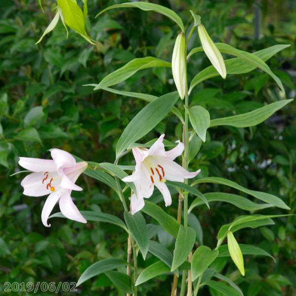 山野草の石田精華園 ユリ科 ユリの仲間