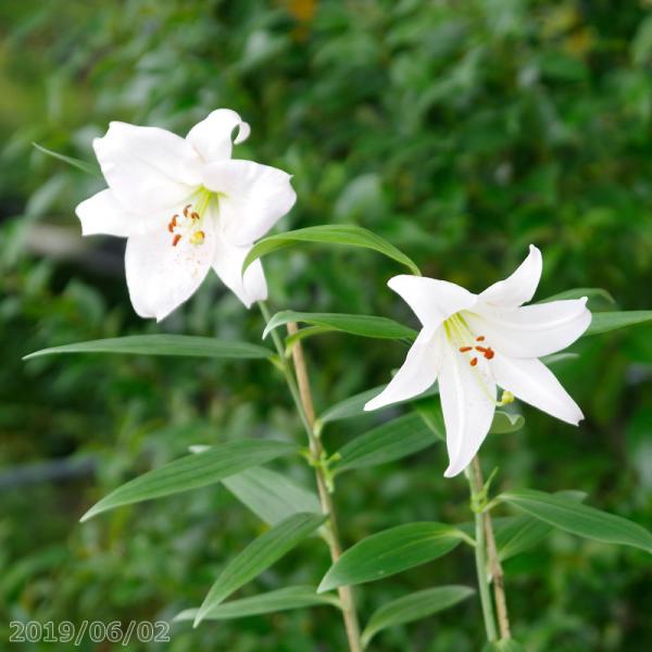 山野草の石田精華園 ユリ科 ユリの仲間