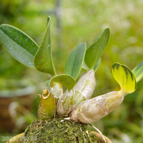 セッコク【木付け石付け用】おまけ少し付き/ 長生蘭 着生蘭 野生