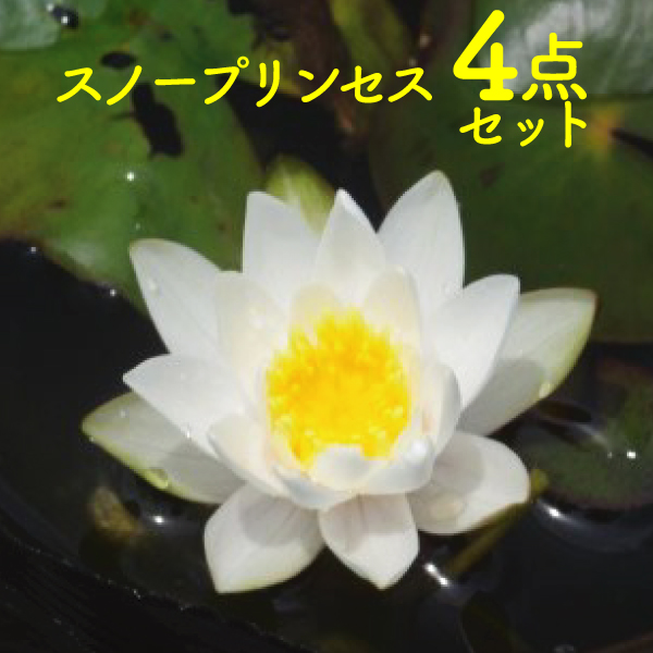 山野草の石田精華園 白花ヒメスイレン スノープリンセス4点セット 裸苗 田土6l すまし液1 5l 肥料 水生植物 浮葉植物 睡蓮 すいれん 姫スイレン 姫睡蓮