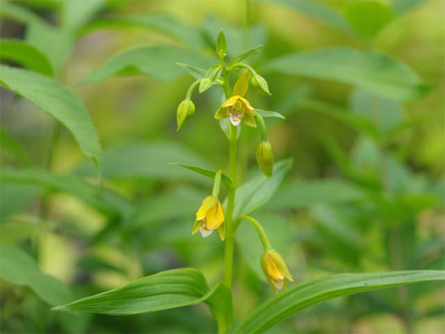 山野草の石田精華園 / 屋久島カキラン 3号(9cmポット)【初夏(6月)の山