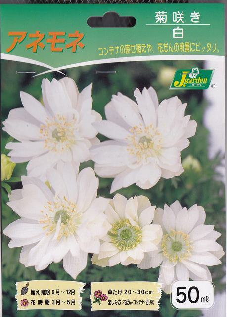 山野草の石田精華園 春のガーデニング アネモネ コロナリア 菊咲き 八重咲き 白 50ml 秋植球根 好日性植物