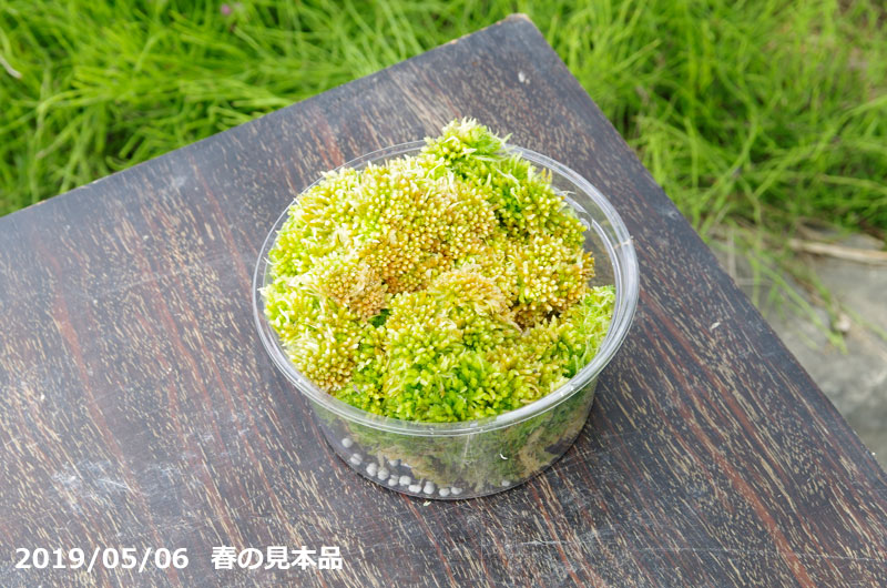 山野草の石田精華園 ムラサキミズゴケ ムラサキ水苔 栽培容器になる 4号丸カップ 12cm 肥料付 日陰の湿生植物 テラリウム 苔 盆栽 山野草 食虫植物 ラン 蘭 生ミズゴケ 山野草の石田精華園 ムラサキミズゴケ ムラサキ水苔 栽培容器になる 4号丸カップ 12cm 肥料付 日陰の湿生植物 テラリウム 苔 盆栽 山野草 食虫植物 ラン 蘭 生ミズゴケ