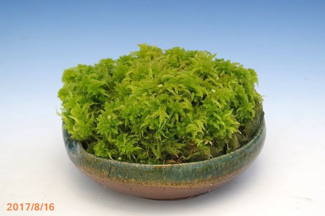 山野草の石田精華園 生ミズゴケ 生水苔 栽培容器になる 中パック 22cm 15 5cm 日陰向きの苔 日陰の湿生植物 テラリウム 苔 盆栽 山野草 食虫植物 ラン 蘭 生水蘚 生みずごけ