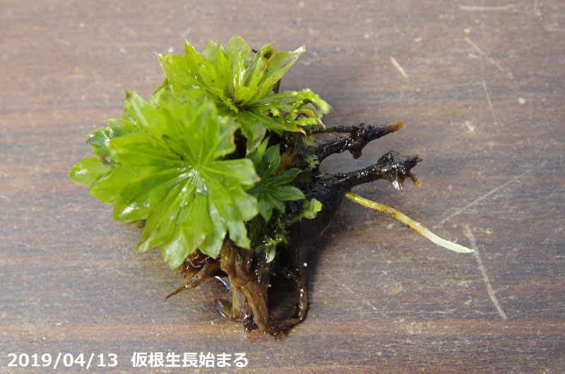 山野草の石田精華園 / オオカサゴケ 大小7-8本 【夏～秋休眠する日陰の苔】【水中化できる苔】【湿生植物】【苔テラリウム・苔ボトリウム・ビバリウム】