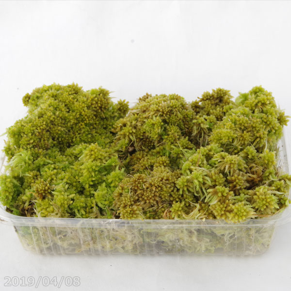山野草の石田精華園 生ミズゴケ 生水苔 栽培容器になる 中パック 22cm 15 5cm 日陰向きの苔 日陰の湿生 植物 テラリウム 苔盆栽 山野草 食虫植物 ラン 蘭 生水蘚 生みずごけ 山野草の石田精華園 生ミズゴケ 生水苔 栽培容器になる 中パック 22cm 15 5cm 日陰向きの苔 日陰の湿生 植物 テラリウム 苔盆栽 山野草 食虫植物 ラン 蘭 生水蘚 生みずごけ